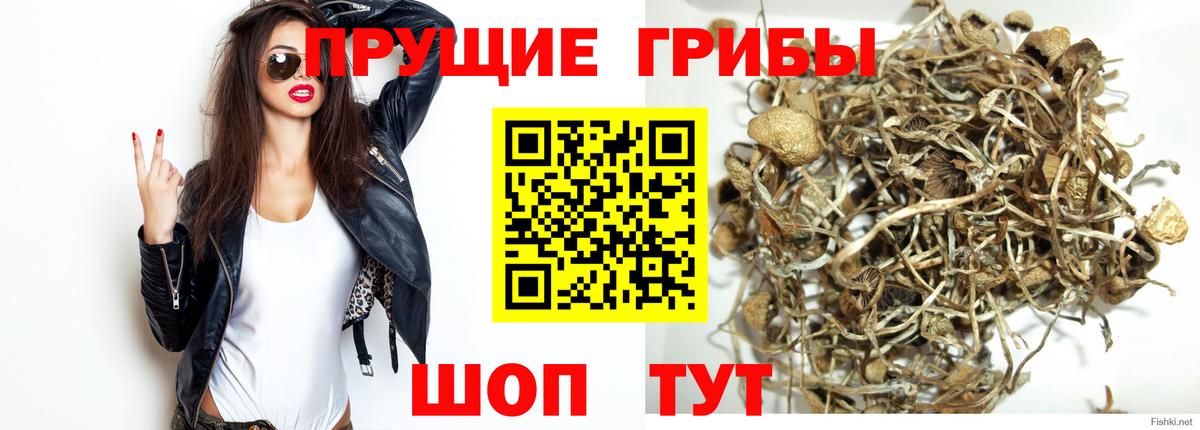 Псилоцибиновые грибы GOLDEN TEACHER Кувандык